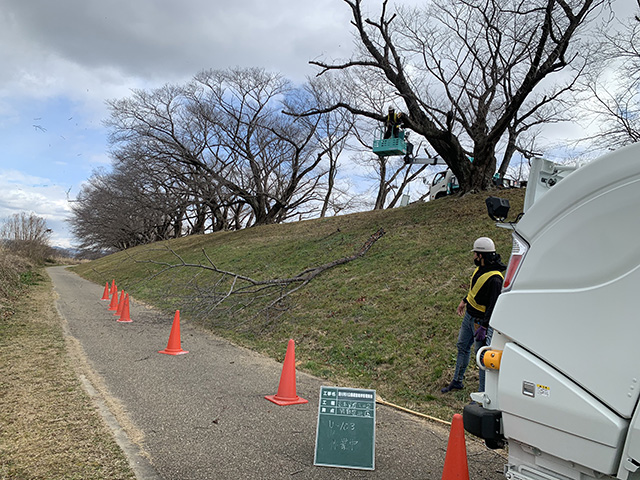 京都河川敷桜並木維持管理